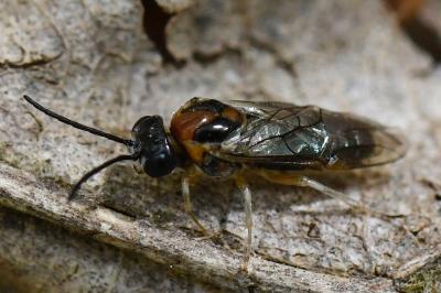 <i>Mesoneura opaca</i>