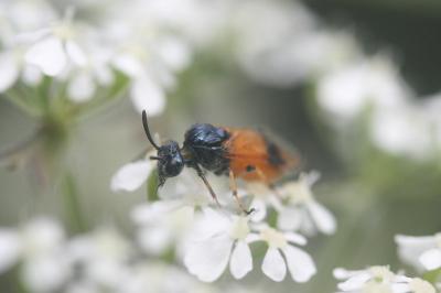 <i>Arge cyanocrocea</i>