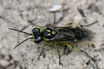 <i>Cytisogaster picta</i>