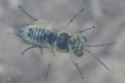 <i>Cytisogaster picta</i>