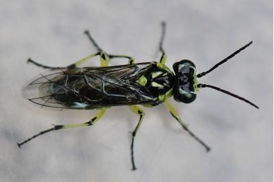 <i>Cytisogaster picta</i>