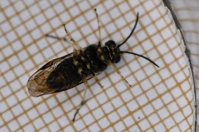 <i>Mesoneura opaca</i>