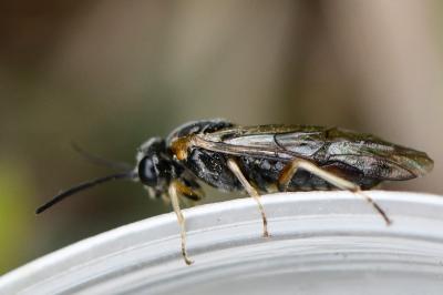<i>Mesoneura opaca</i>