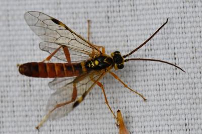 Mouche-à-scie porte-cœur