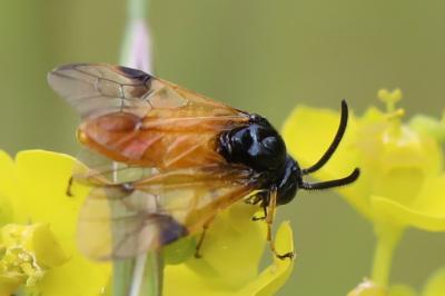 <i>Arge cyanocrocea</i>