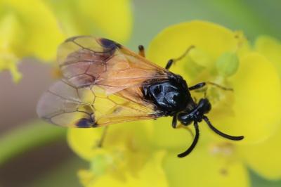 <i>Arge cyanocrocea</i>