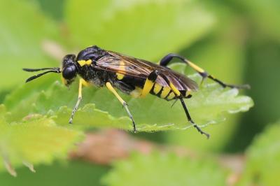 Mouche-à-scie à trois bandes jaunes