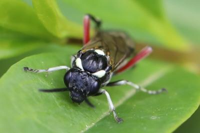 Mouche-à-scie noire à ventre bordé de taches jaunes 