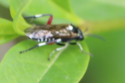 Mouche-à-scie noire à ventre bordé de taches jaunes 