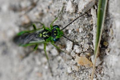 <i>Rhogogaster scalaris</i>