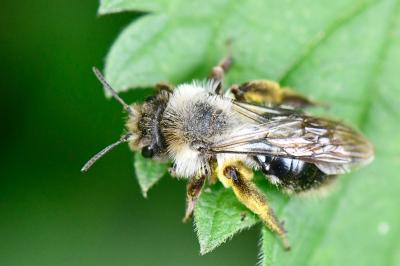 Andrena vaga