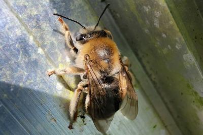 Anthophore à pattes plumeuses