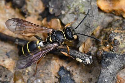 <i>Argogorytes mystaceus</i>