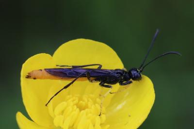 <i>Calameuta pygmaea</i>