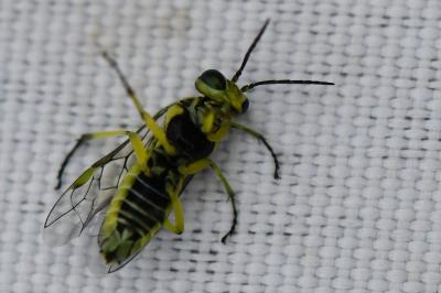 <i>Cytisogaster picta</i>