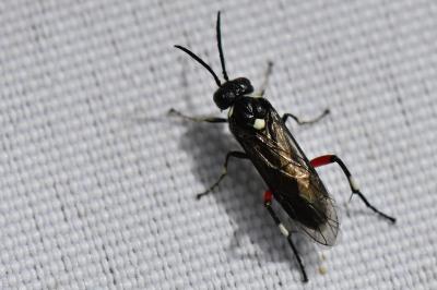 Mouche-à-scie noire à ventre bordé de taches jaunes 