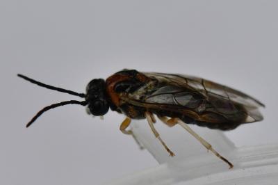 <i>Mesoneura opaca</i>