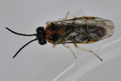 <i>Mesoneura opaca</i>