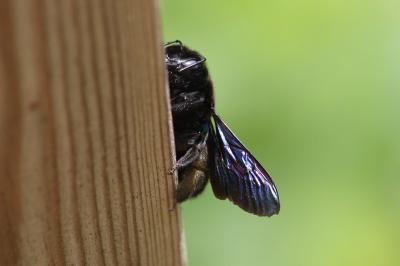 <i>Xylocopa</i>