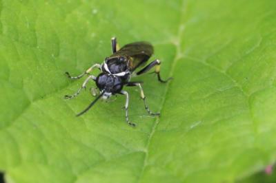<i>Macrophya</i>
