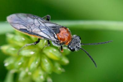 <i>Dolerus aericeps</i>