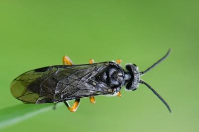 <i>Dolerus</i>
