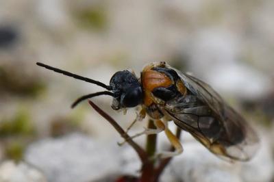 <i>Mesoneura opaca</i>