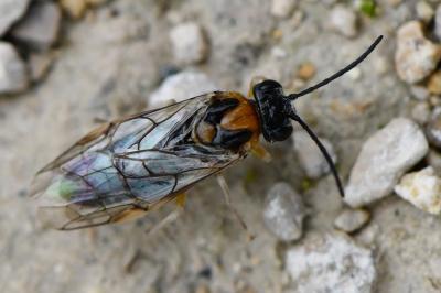 <i>Mesoneura opaca</i>