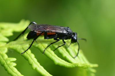 Mouche-à-scie noire