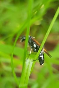 <i>Macrophya duodecimpunctata</i>