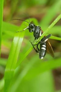 <i>Macrophya duodecimpunctata</i>