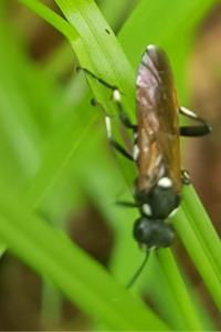 <i>Macrophya duodecimpunctata</i>