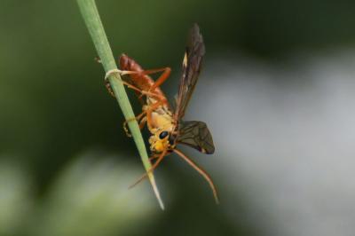 Mouche-à-scie porte-cœur
