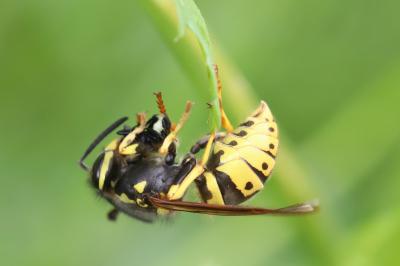 Vespula germanica