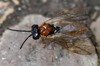 <i>Periclista albida</i>