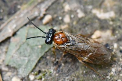 <i>Periclista albida</i>