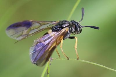 Mouche-à-scie à quatre bandes jaunes