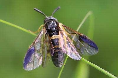 Mouche-à-scie à quatre bandes jaunes