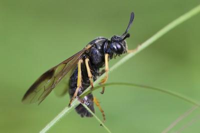 Mouche-à-scie à quatre bandes jaunes