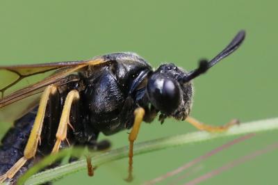 Mouche-à-scie à quatre bandes jaunes