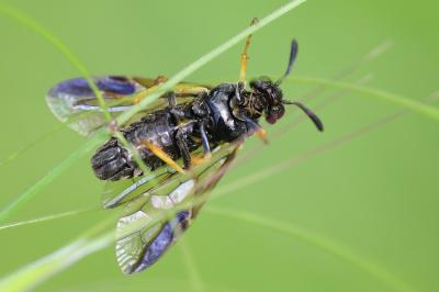 Mouche-à-scie à quatre bandes jaunes