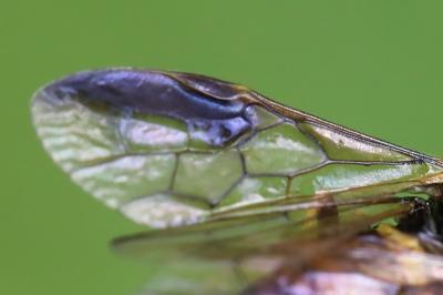 Mouche-à-scie à quatre bandes jaunes