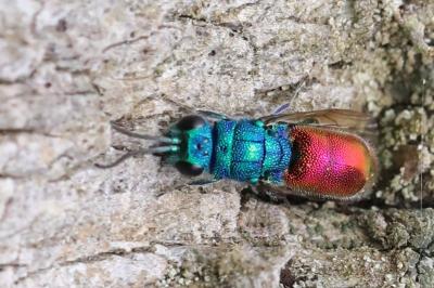 <i>Chrysis</i>