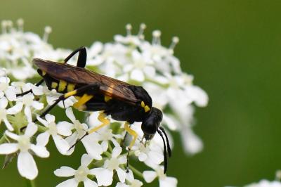 Mouche-à-scie à trois bandes jaunes