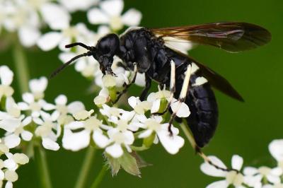 <i>Cephaledo bifasciata</i>