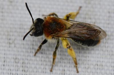 Andrena haemorrhoa