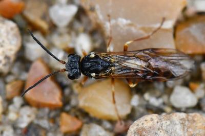 <i>Strongylogaster multifasciata</i>