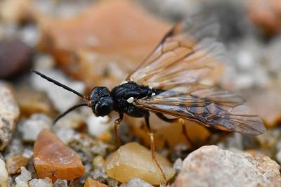<i>Strongylogaster multifasciata</i>