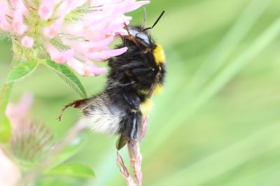 Bourdon des jardins