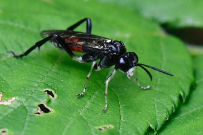 Mouche-à-scie noire à ventre bordé de taches jaunes 